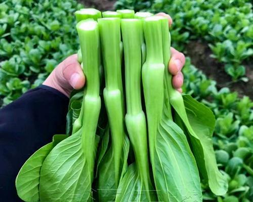 秋天适合种植的菜肴（品尝秋天丰收的喜悦）